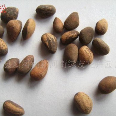 批发松柏种子，多用途松籽：白皮松，国外松，黑松，侧柏籽等