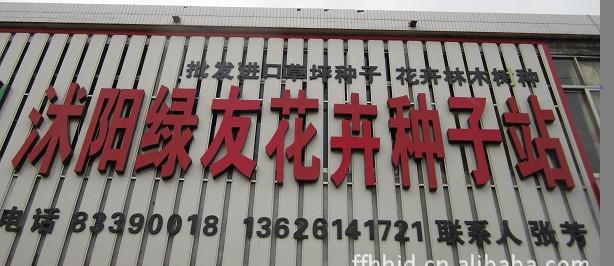 批发进口雪松种子，雪松籽，塔柏子，进口松柏树种子