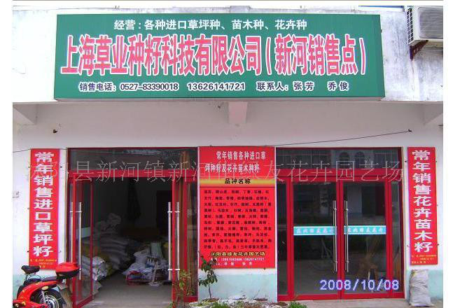 马尾松种子，黑松种子，黑松籽，湿地松种子等