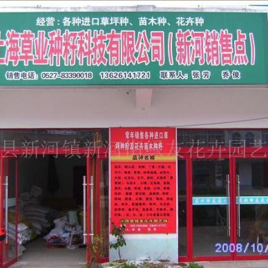 马尾松种子，黑松种子，黑松籽，湿地松种子等