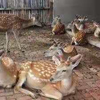 梅花鹿幼崽价格 人工驯养梅花鹿价格 梅花鹿养殖基地