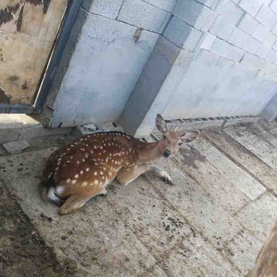 梅花鹿幼崽价格  山东省梅花鹿养殖场 梅花鹿养殖基地直销 嘉祥梅花鹿养殖场