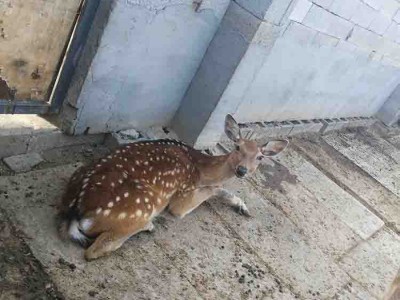 梅花鹿幼崽价格  山东省梅花鹿养殖场 梅花鹿养殖基地直销 嘉祥梅花鹿养殖场
