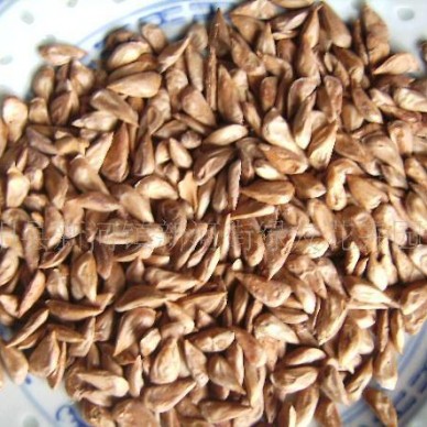 雪松种子，雪松籽，塔柏种子，桧柏种子，侧柏种子等