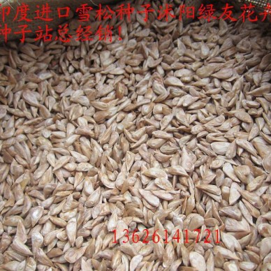 印度进口雪松种子，雪松籽， 质量， 芽率请看种子照片