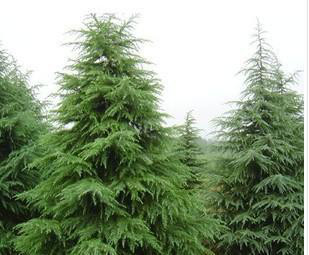 雪松种子，雪松籽，印度进口，数量不多，塔柏种子