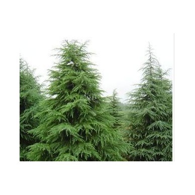 雪松种子，雪松籽，印度进口，数量不多，塔柏种子