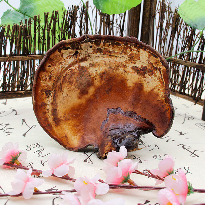 灵芝长白山长白山灵芝 野生灵芝排行榜