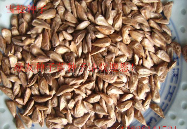 进雪松种子 ，雪松，雪松籽，雪松种籽