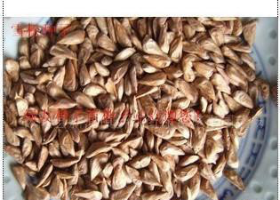 印度进口雪松种子，雪松，雪松籽 预订热线：13626141721