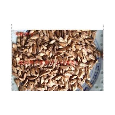 印度进口雪松种子，雪松，雪松籽 预订热线：13626141721