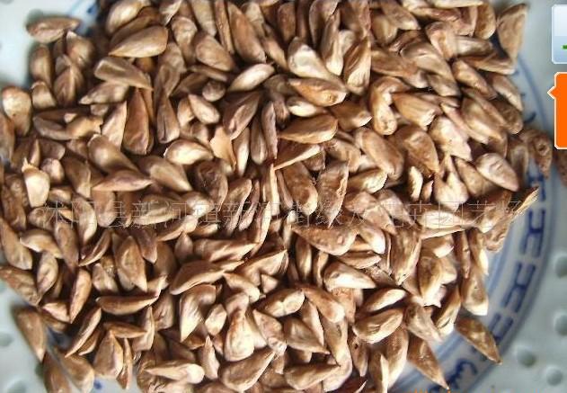 进口雪松种子，雪松籽，雪松：13626141721