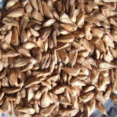 进口雪松种子，雪松籽，雪松：13626141721