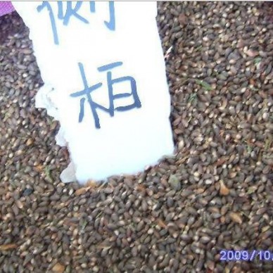 批发山松籽，松柏籽  侧柏种子，扁柏，造林松树种子，多用途松籽