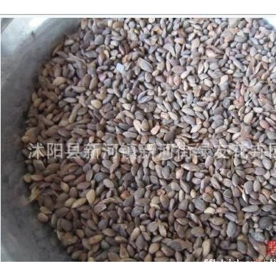 批发日本黑松种子，日本黑松籽，黑松籽，松柏籽等