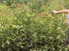 六安桂花苗--什么时分种植桂花苗最适合？