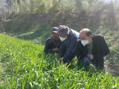 宁强：防治条锈病  夏粮保歉收