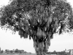 桂花树夏天要注开封桂花苗意防晒