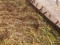 蝗虫养殖技术-蝗虫养殖技术哪家好-山东大昆(推荐商家)
