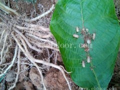 大棚金蝉养殖基地报价-金蝉养殖基地报价-淼源专注金蝉养殖技术