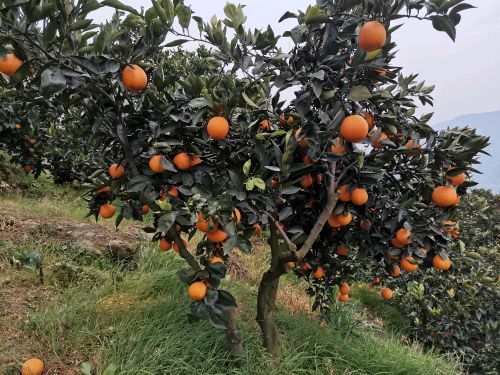 [供]正宗奉节脐橙，自家种的，不打蜡不打药，现摘现卖