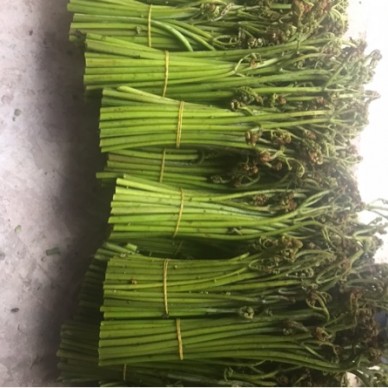 [供]云南高山蕨菜