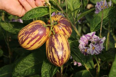 [供]民勤特产人参果水分足清甜口感