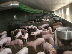 2017年养殖环保服务业崛起 未来养猪业发展方式将告别单打独斗