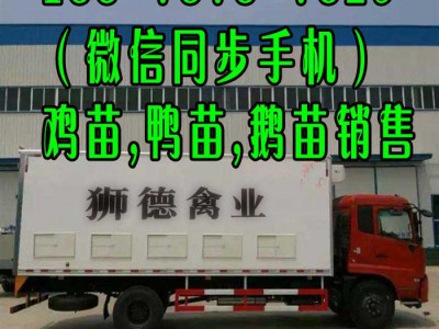 邢台青脚土鸡苗批发市场 贵州本地黑猪