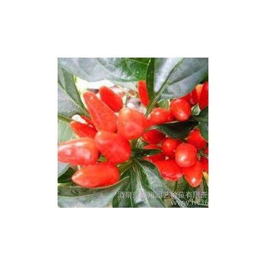 蓝翔园艺 CAP02  观果玩具系列  樱桃椒种子 红巨人\红色 景观花卉种子花卉种子 景观绿化种子 优质花卉种子批发