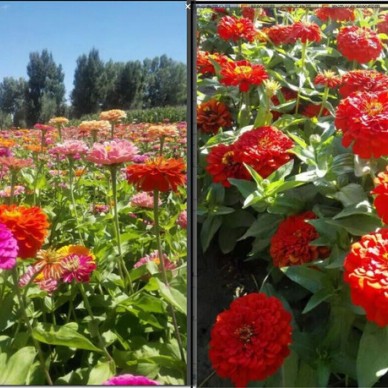 专业销售进口花卉种子  野花组合  北国风光组合  草花混合配比