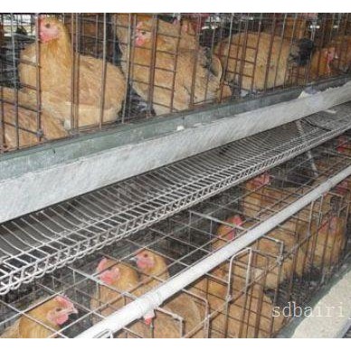 济宁笨鸡苗养殖基地