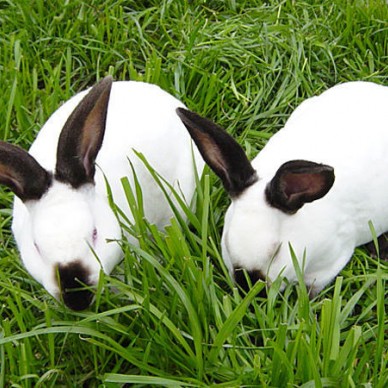 比利时 肉兔苗 肉兔养殖那些品种好 纯种野兔 种兔苗价格
