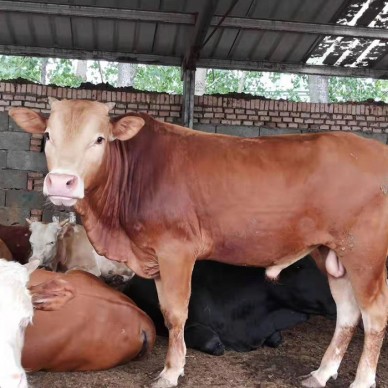 晟成 鲁西黄牛价格 鲁西黄牛一头牛去那里买牛啊