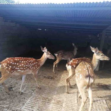 宠物梅花鹿价格  山东省梅花鹿养殖场 梅花鹿养殖技术 梅花鹿养殖场基地