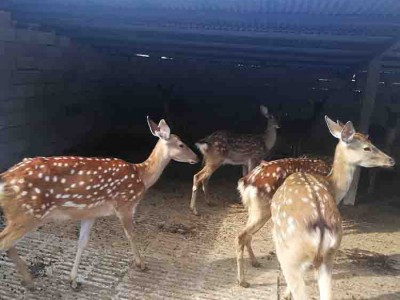 宠物梅花鹿价格  山东省梅花鹿养殖场 梅花鹿养殖技术 梅花鹿养殖场基地