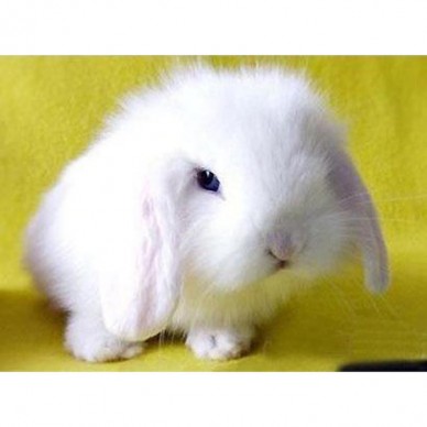 德利牧业  长毛兔养殖场 肉兔 肉兔 价格