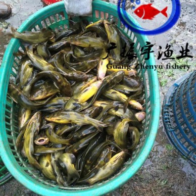 广振宇经营出售鲫鱼鱼苗黄骨鱼价格