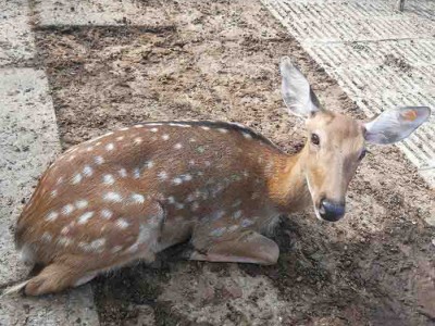 出售梅花鹿  梅花鹿养殖场 梅花鹿养殖场 梅花鹿养殖技术