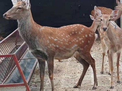 梅花鹿出售  热销观赏梅花鹿 梅花鹿养殖基地 梅花鹿养殖场