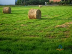 苜蓿产业十三五规划出台反哺动物 为奶业发展奠基