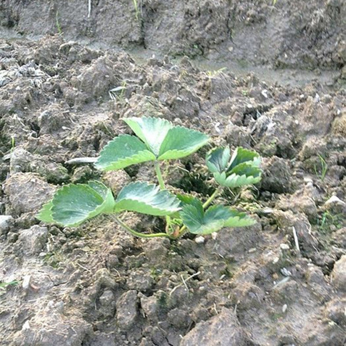 鬼怒甘草莓苗_草莓种苗_草莓生产苗_穴盘草莓苗_裸根草莓苗_草莓苗批发_草莓苗价格_草莓苗价钱