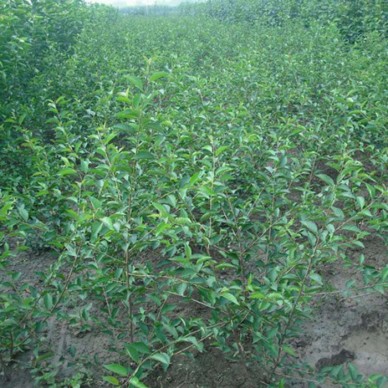 樱桃苗批发价 白玉樱桃苗易成活 1公分樱桃苗当年结果