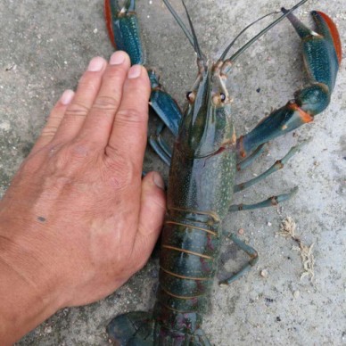 萧县罗非鱼苗桂鱼苗