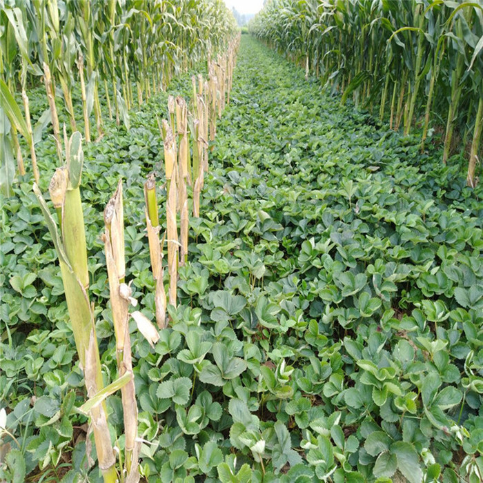 华艳草莓苗_草莓种苗_草莓生产苗_穴盘草莓苗_裸根草莓苗_草莓苗批发_草莓苗价格_草莓苗价钱