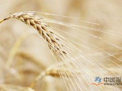 预计小麦价格短期内难回落