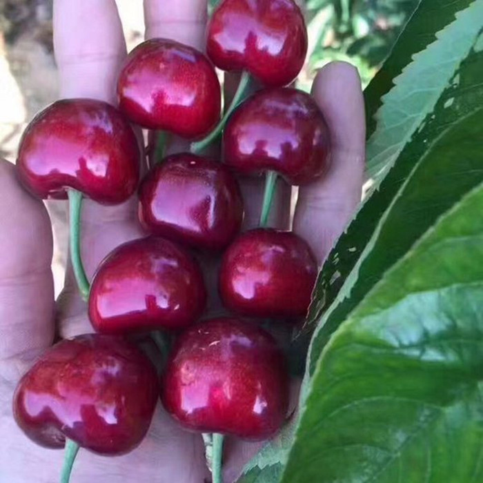 大量批发樱桃苗 萨米脱樱桃苗产量 2公分樱桃苗量大优惠