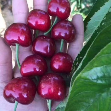 大量批发樱桃苗 萨米脱樱桃苗产量 2公分樱桃苗量大优惠