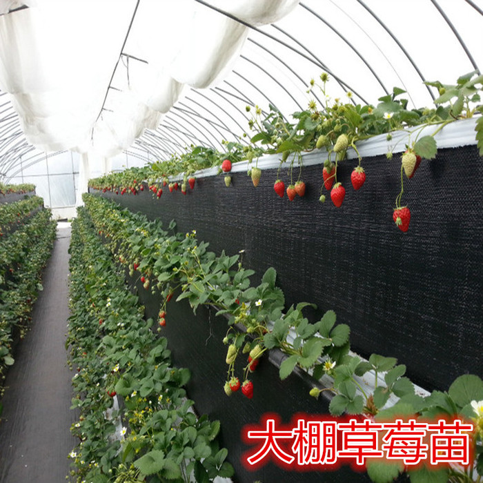 组培草莓苗_草莓种苗_草莓生产苗_穴盘草莓苗_裸根草莓苗_草莓苗批发_草莓苗价格_草莓苗价钱