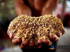 我国2018年粮食价格降低 或以补贴刺激陈粮消化